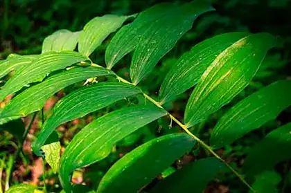Solomon's Seal